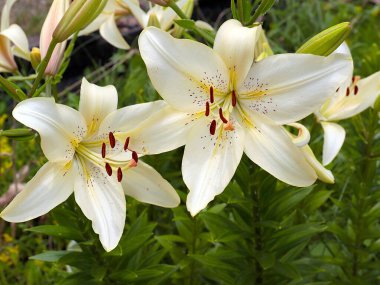 Beyaz bahçenin güzel çiçeği park alanının dekorasyonu için.