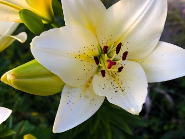 Beyaz bahçenin güzel çiçeği park alanının dekorasyonu için.