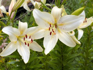 Beyaz bahçenin güzel çiçeği park alanının dekorasyonu için.