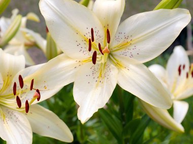 Beyaz bahçenin güzel çiçeği park alanının dekorasyonu için.