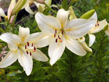 Beyaz bahçenin güzel çiçeği park alanının dekorasyonu için.