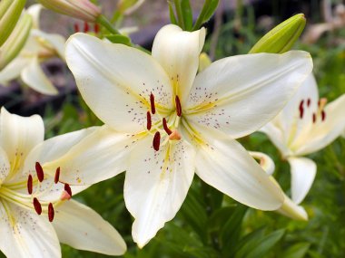 Beyaz bahçenin güzel çiçeği park alanının dekorasyonu için.