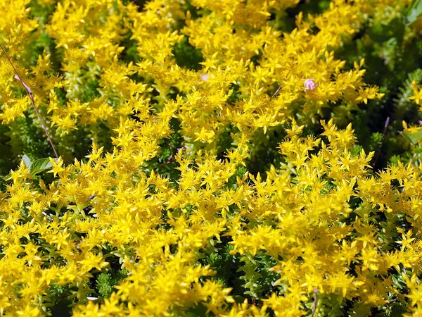 Erstaunlich Schöne Formen Von Rasenrasen Park — Stockfoto