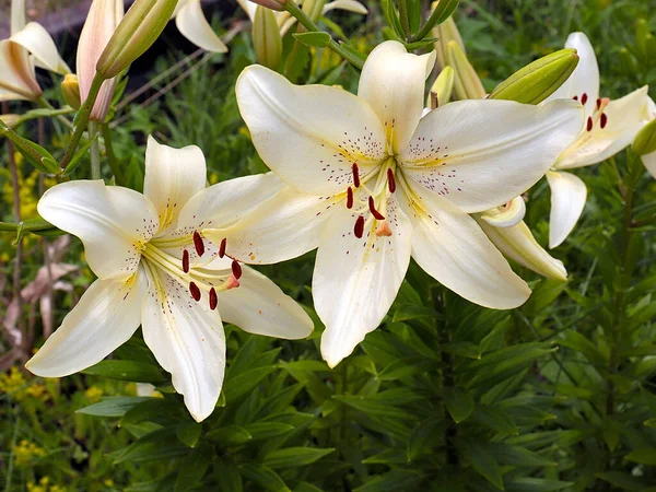 Gyönyörű Virág Fehér Kert Liliom Mint Egy Dekoráció Park Területén — Stock Fotó