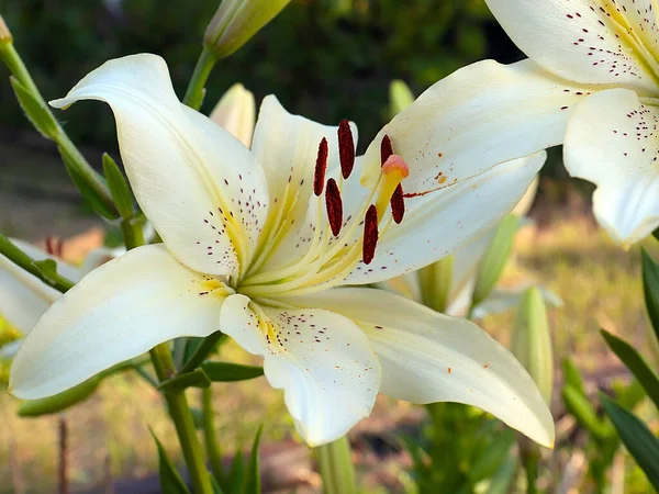 公園エリアの装飾として白い庭のユリの美しい花 — ストック写真