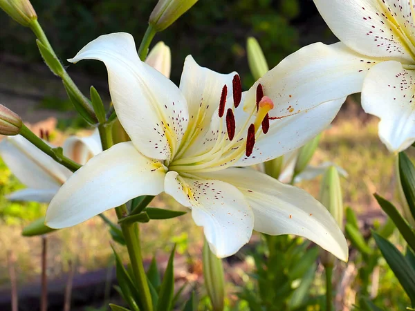 公園エリアの装飾として白い庭のユリの美しい花 — ストック写真