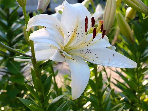 公園エリアの装飾として白い庭のユリの美しい花 — ストック写真