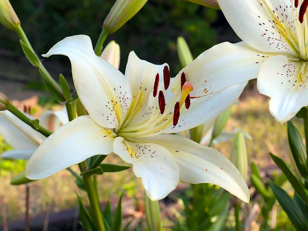 公園エリアの装飾として白い庭のユリの美しい花 — ストック写真