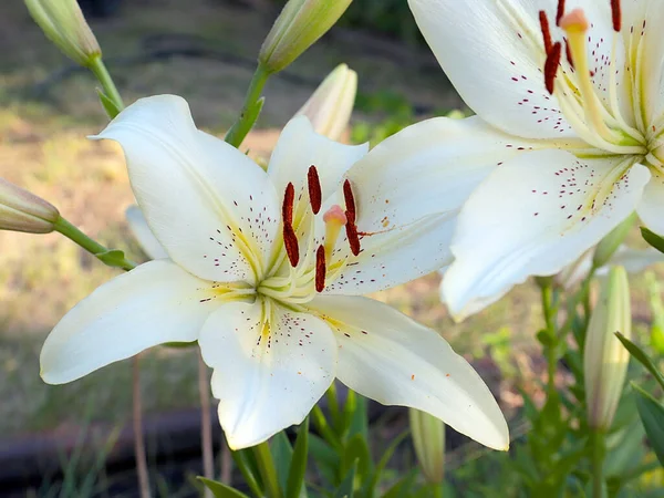 Beautiful Flower White Garden Lily Decoration Park Area — Stock Photo, Image