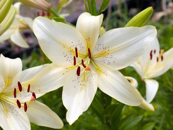 Красива Квітка Білої Садової Лілії Прикраса Паркової Зони — стокове фото