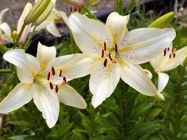 Krásná Květina Bílé Zahradní Lilie Jako Dekorace Parku — Stock fotografie