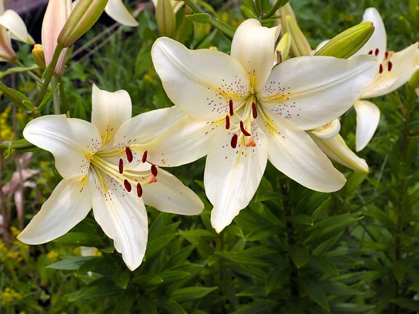 Gyönyörű Virág Fehér Kert Liliom Mint Egy Dekoráció Park Területén — Stock Fotó