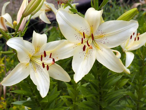 Belle Fleur Lys Jardin Blanc Comme Décoration Zone Parc — Photo