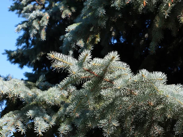 Lovely Young Green Branches Blue Spruce Wooded Park Recreation Area — Stock Photo, Image