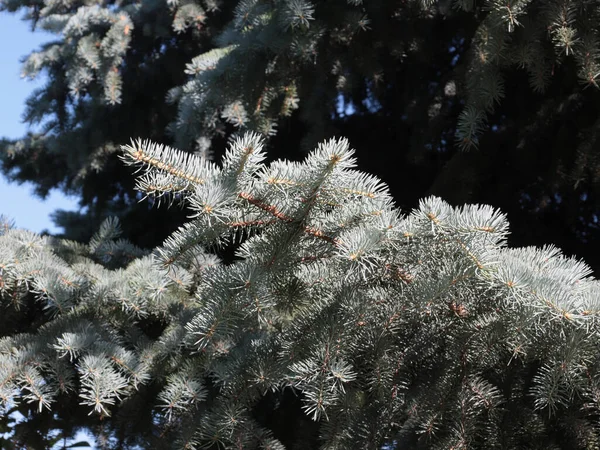 Szép Fiatal Zöld Ágak Kék Lucfenyő Egy Erdős Park Rekreációs — Stock Fotó