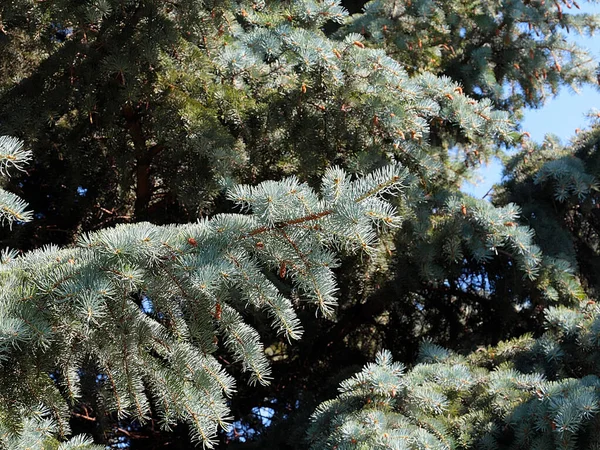 Adoráveis Jovens Ramos Verdes Abeto Azul Uma Área Recreação Parque — Fotografia de Stock