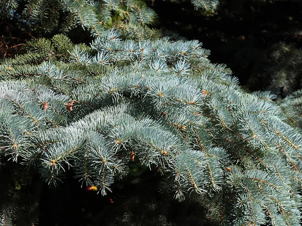 Lovely Young Green Branches Blue Spruce Wooded Park Recreation Area — Stock Photo, Image