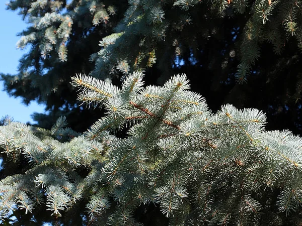 Lovely Young Green Branches Blue Spruce Wooded Park Recreation Area — Stock Photo, Image