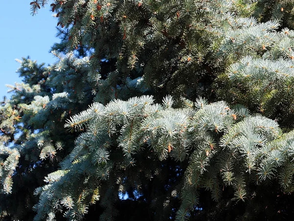 Adoráveis Jovens Ramos Verdes Abeto Azul Uma Área Recreação Parque — Fotografia de Stock