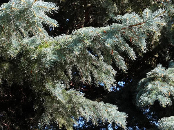 森の公園のレクリエーションエリアで青いトウヒの美しい若い緑の枝 — ストック写真