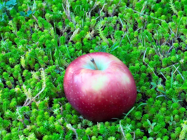 Krásné Zralé Červené Jablko Leží Zelené Trávě Trávníku — Stock fotografie