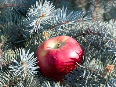 Bir çam ağacının dalında, olgun kırmızı bir elma yatıyor.