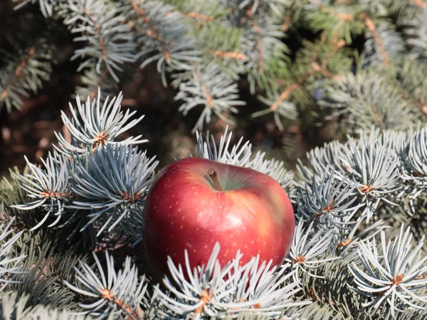 Una Bella Mela Rossa Matura Trova Ramo Pino Natale — Foto Stock