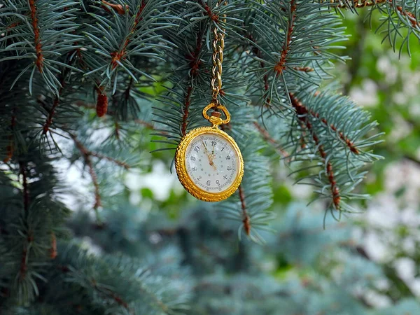 Relógio Bolso Vintage Uma Caixa Ouro Mentira Ramo Pinho Como — Fotografia de Stock