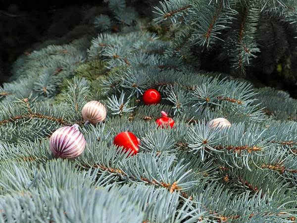 Bolas Brilhantes Coloridas Estão Ramos Pinho Como Sinal Noite Natal — Fotografia de Stock