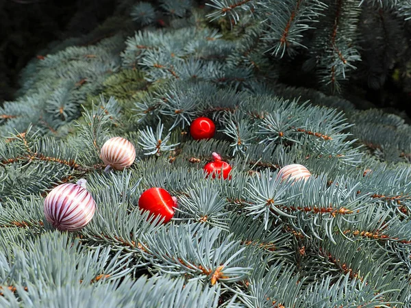 Boules Lumineuses Colorées Reposent Sur Des Branches Pin Comme Signe — Photo