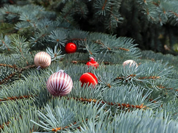 カラフルな明るいボールはクリスマスの夜の兆候として松の枝に横たわっている — ストック写真