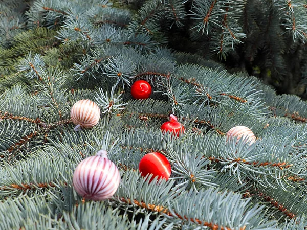 Bolas Brilhantes Coloridas Estão Ramos Pinho Como Sinal Noite Natal — Fotografia de Stock