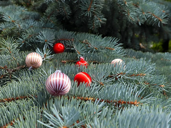 Bunte Bunte Kugeln Liegen Auf Tannenzweigen Als Zeichen Für Den — Stockfoto