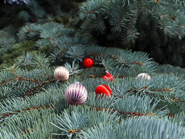 カラフルな明るいボールはクリスマスの夜の兆候として松の枝に横たわっている — ストック写真