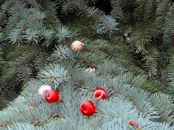 Vackra Jul Träd Grenar Dekorerade Med Färgglada Bollar — Stockfoto