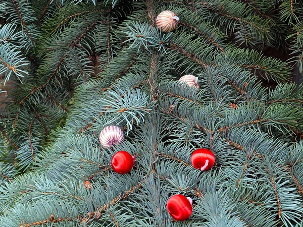 可爱的圣诞树枝 装饰着五彩缤纷的球 — 图库照片