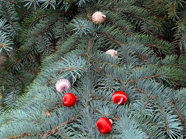 可爱的圣诞树枝 装饰着五彩缤纷的球 — 图库照片