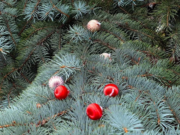 Adorabili Rami Albero Natale Decorati Con Palline Colorate — Foto Stock