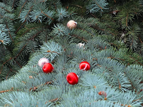 Schöne Tannenzweige Mit Bunten Kugeln Dekoriert — Stockfoto