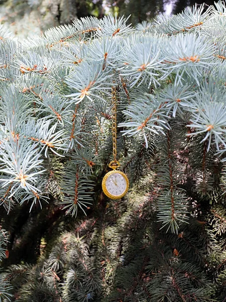 Antique Montre Poche Sur Une Chaîne Accrochée Une Branche Pin — Photo