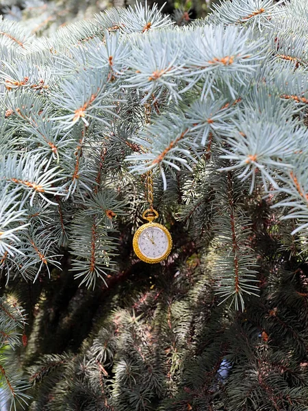 Ρολόι Τσέπης Αντίκα Μια Χρυσή Αλυσίδα Κρέμεται Ένα Κλαδί Πεύκου — Φωτογραφία Αρχείου