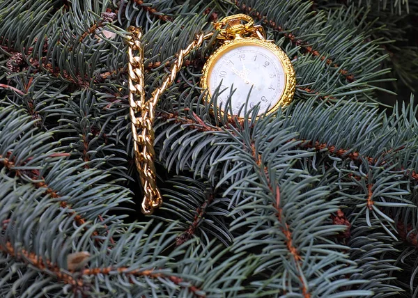 一只金盒子里的老式怀表躺在一棵圣诞树的枝头上 — 图库照片