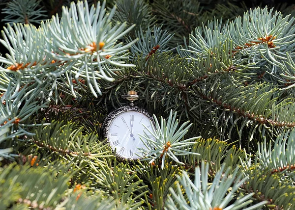 Relógio Antigo Paira Sobre Ramos Uma Árvore Natal Como Início — Fotografia de Stock