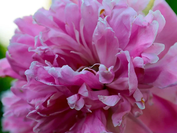 Lovely Pink Garden Peony Flower Garden Decoration — Stock Photo, Image