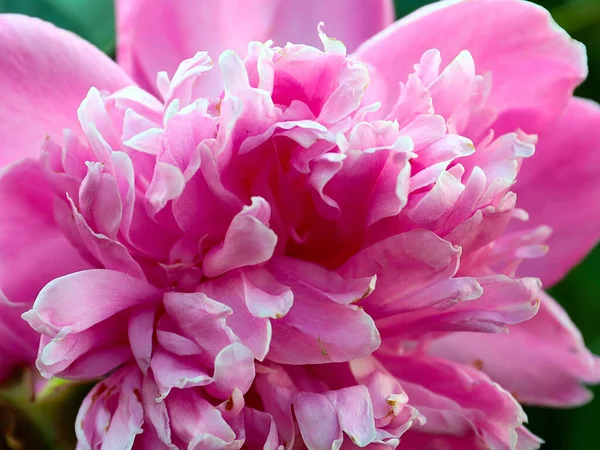 Bel Fiore Peonia Giardino Rosa Come Decorazione Del Giardino — Foto Stock