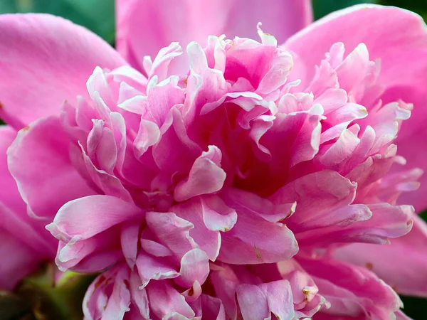 Linda Flor Peônia Jardim Rosa Como Decoração Jardim — Fotografia de Stock