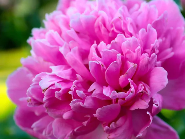 Прекрасный Розовый Сад Пион Цветок Качестве Украшения Сада — стоковое фото