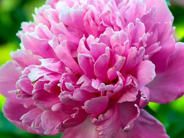 Hermosa Flor Peonía Jardín Rosa Como Decoración Jardín — Foto de Stock