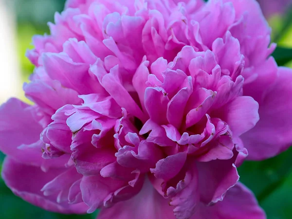Lovely Pink Garden Peony Flower Garden Decoration — Stock Photo, Image