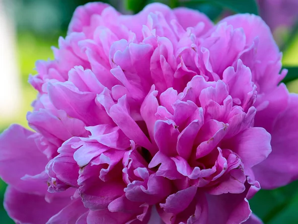 Belle Fleur Pivoine Jardin Rose Comme Décoration Jardin — Photo